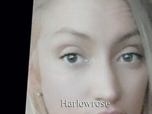 Harlowrose