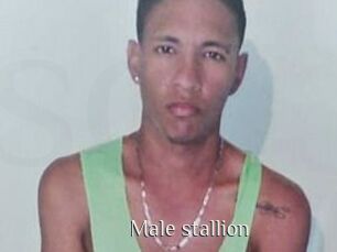 Male_stallion